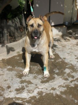 Irema curto kennels cheap